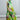 Editorial look of the Bloomlight bow midi dress SS26, sleeveless design with gathered ruffle skirt and light movement.